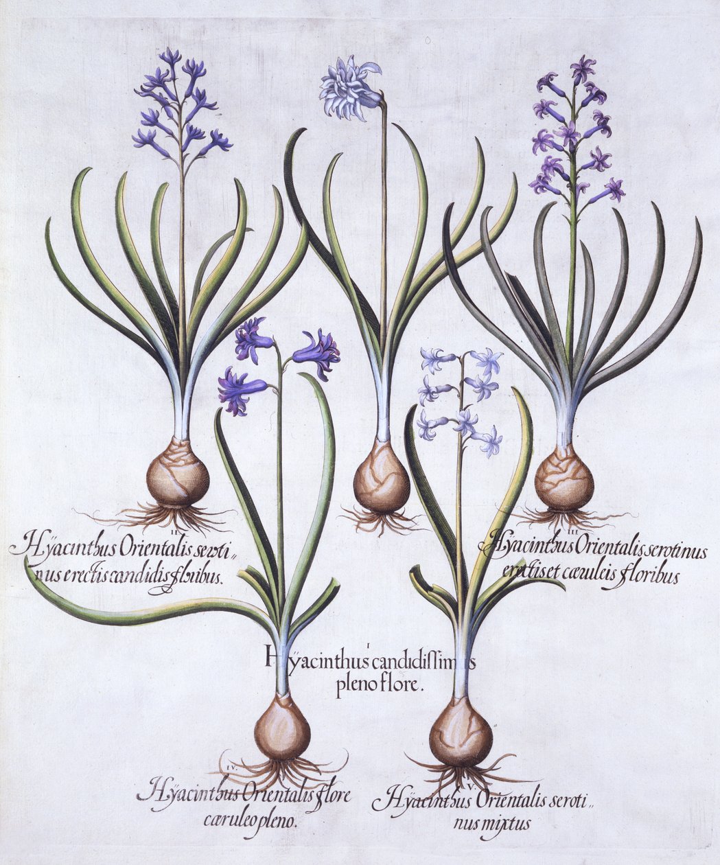 Variationer av hyacint med glödlampa, från Hortus Eystettensis, av Basil Besler (1561-1629), pub. 1613 (handfärgad gravyr) av German School