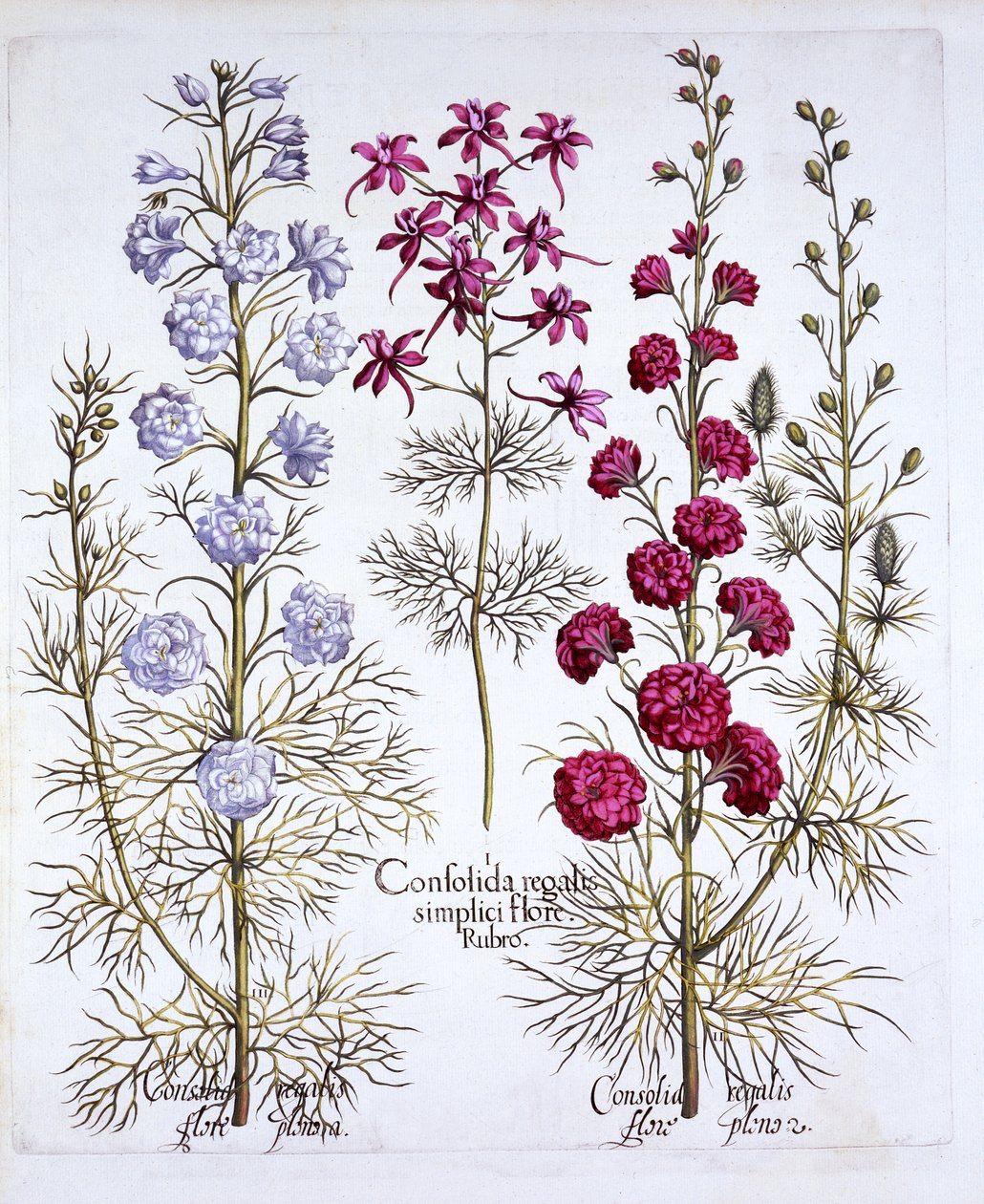 Varietes of Larkspur, från Hortus Eystettensis, av Basil Besler (1561-1629), pub. 1613 (handfärgad gravyr) av German School
