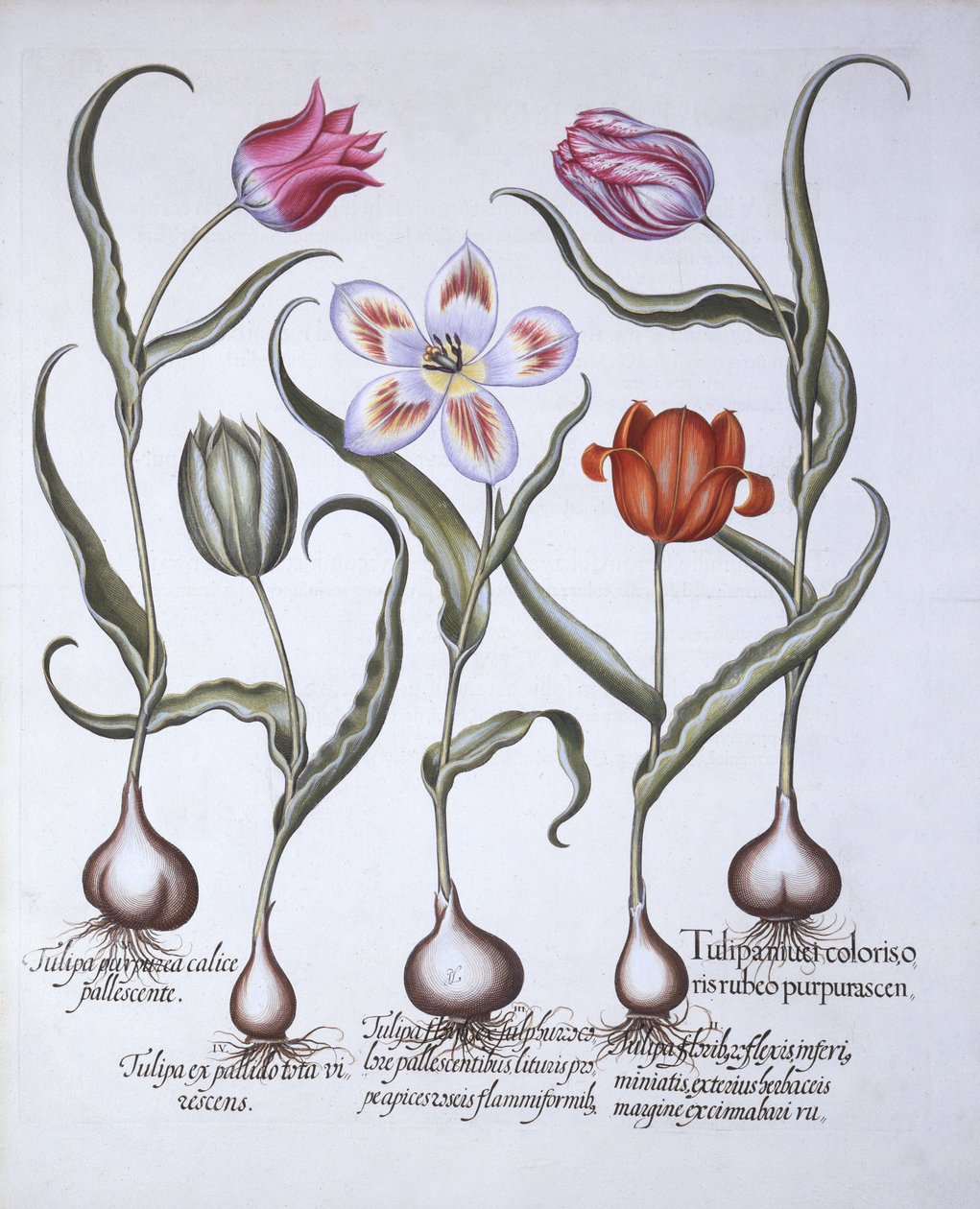 Varieties of Tulip, från Hortus Eystettensis, av Basil Besler (1561-1629), pub. 1613 (handfärgad gravyr) av German School