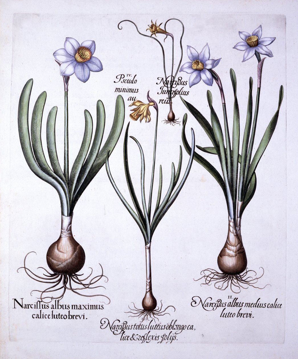 Diverse Narcissi, från Hortus Eystettensis, av Basil Besler (1561-1629), pub. 1613 (handfärgad gravyr) av German School