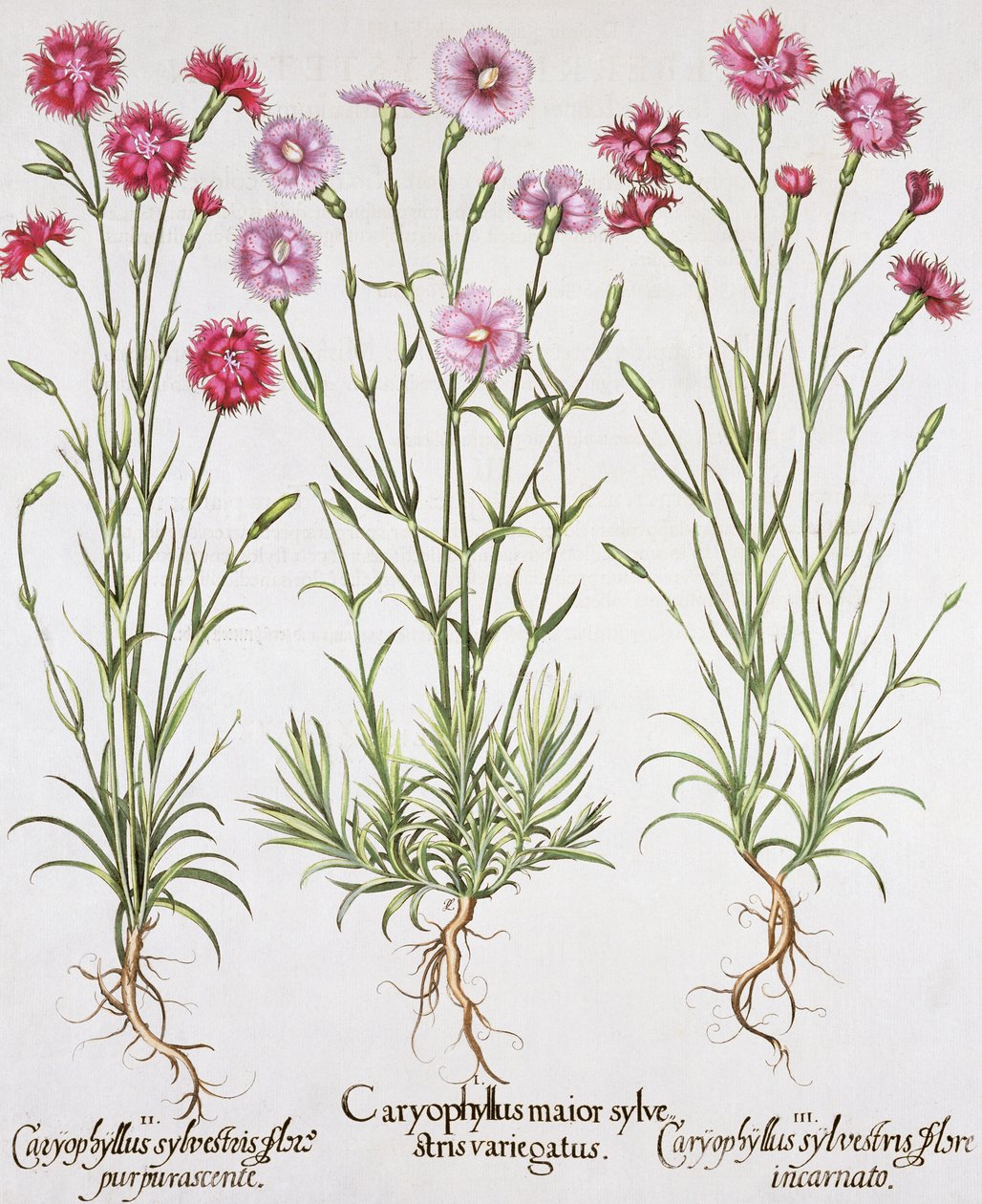 Olika varianter av Dianthus, från Hortus Eystettensis av Basil Besler (1561-1629), pub. 1613 (handfärgad gravyr) av German School