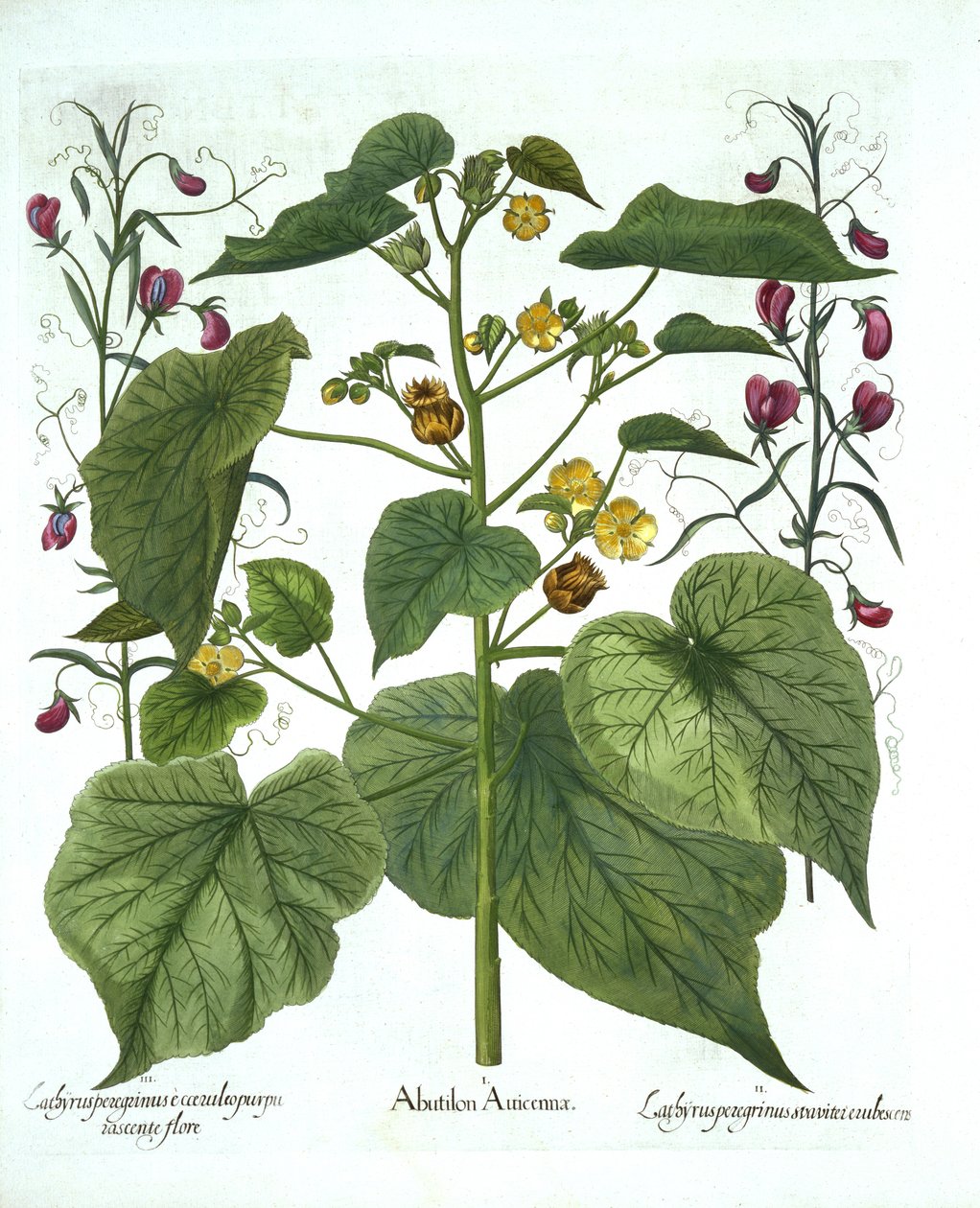 Velvetleaf and Sweet Peas, från Hortus Eystettensis, av Basil Besler (1561-1629), pub. 1613 (handfärgad gravyr) av German School