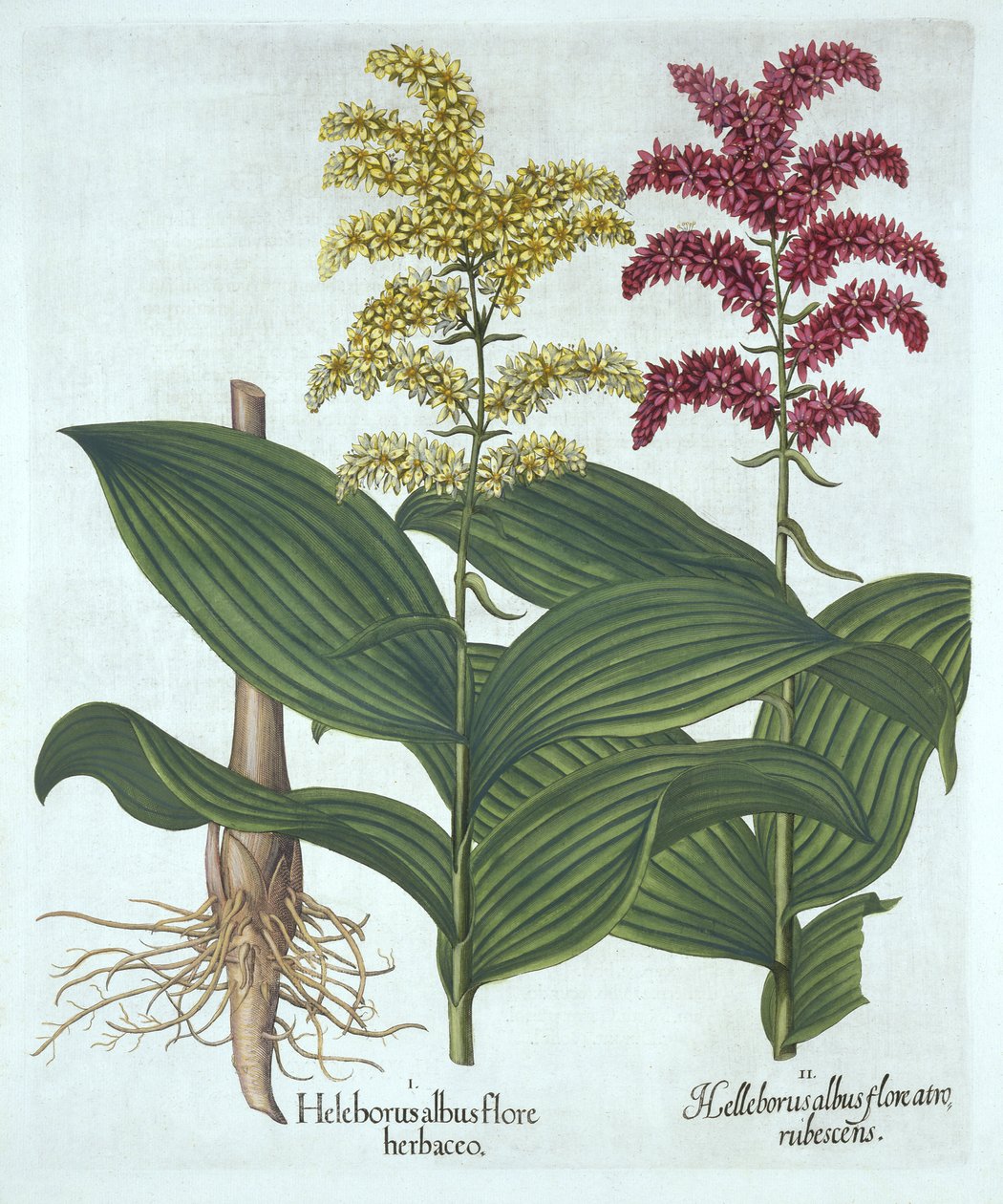 Veratrum, ur "Hortus Eystettensis", av Basil Besler av German School