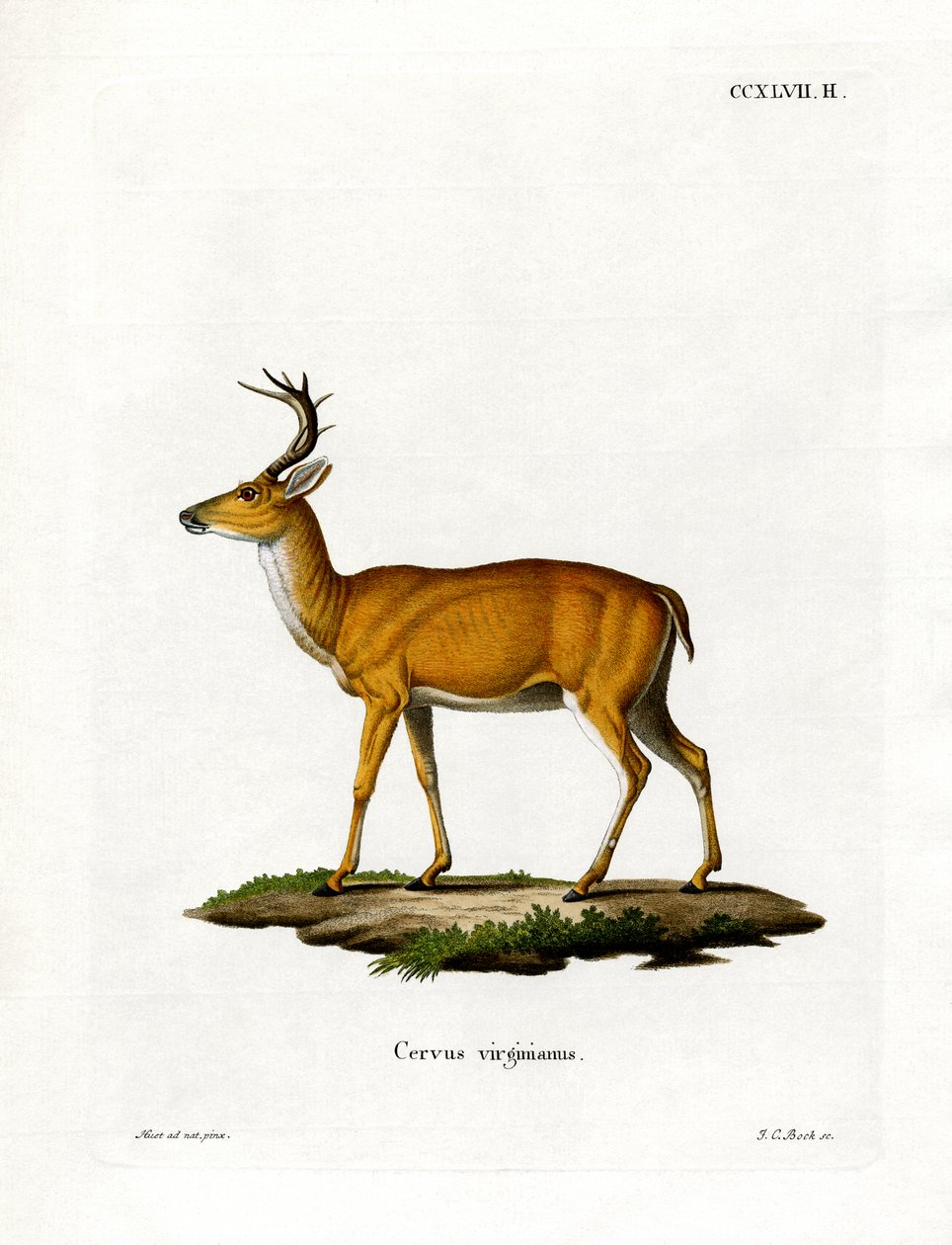 Virginian Deer (färgad gravyr) av German School