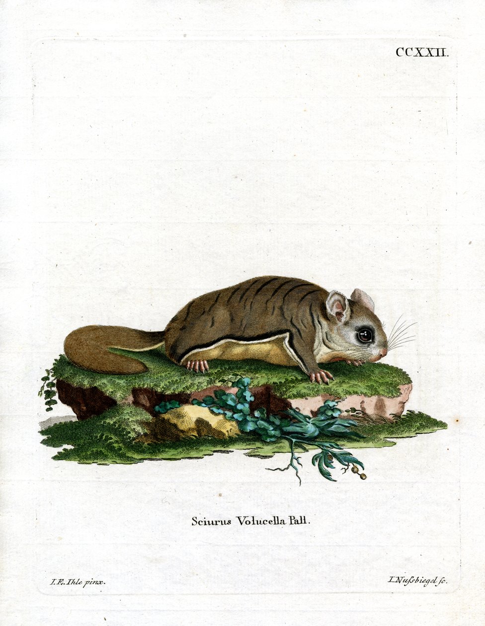 Virginian Flying Squirrel (färgad gravyr) av German School