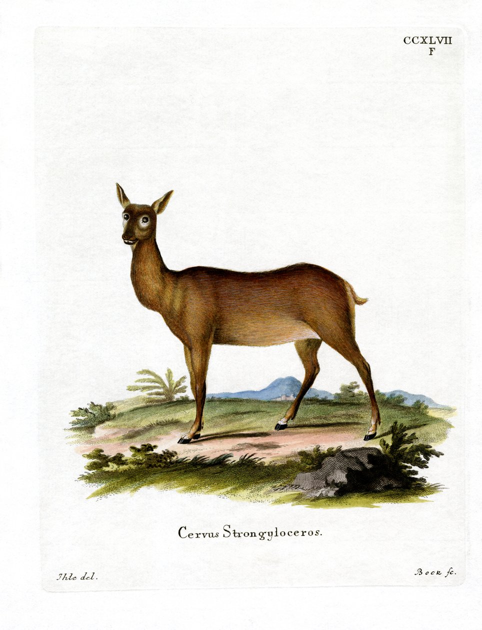 Wapiti (färgad gravyr) av German School
