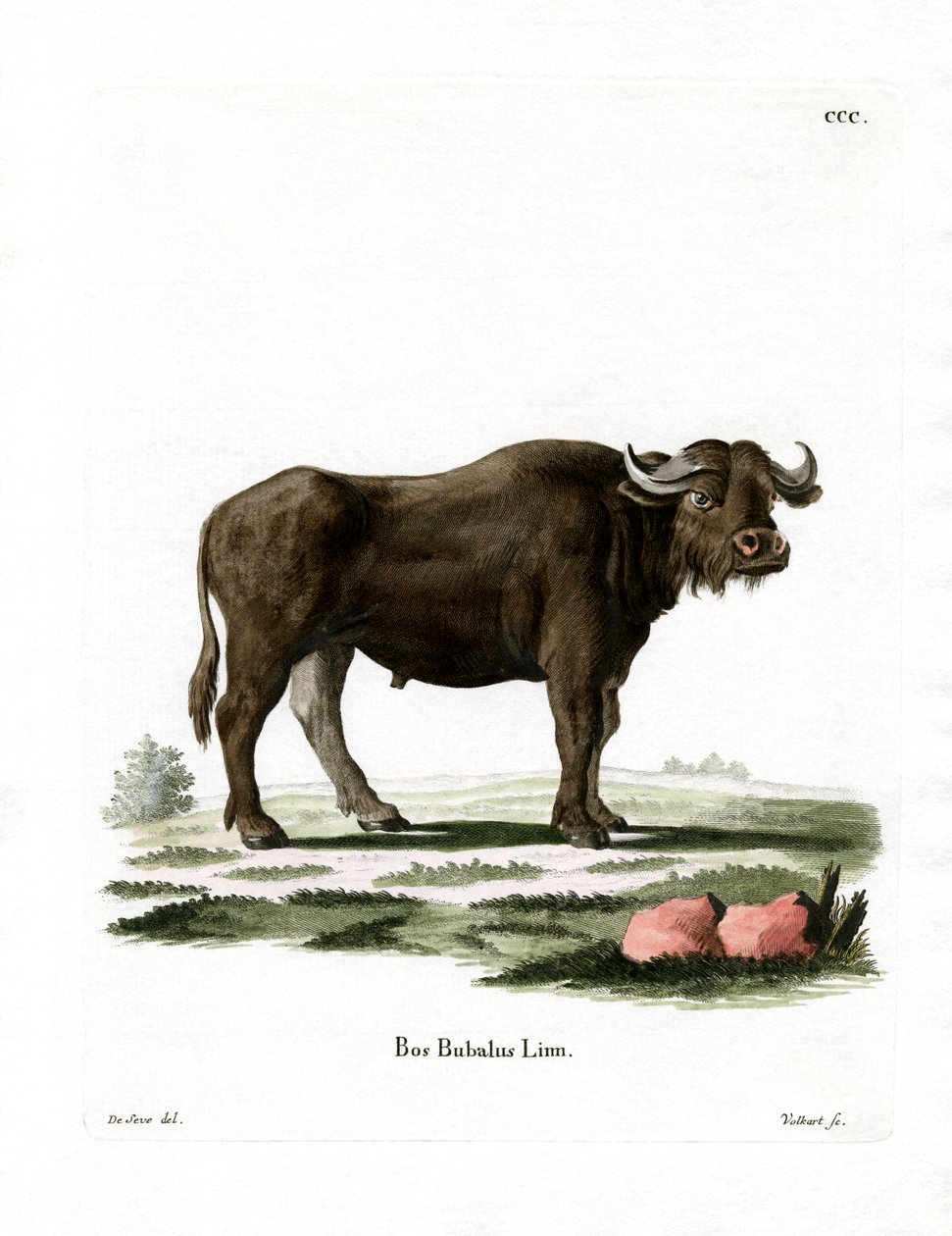 Vattenbuffel (färgad gravyr) av German School