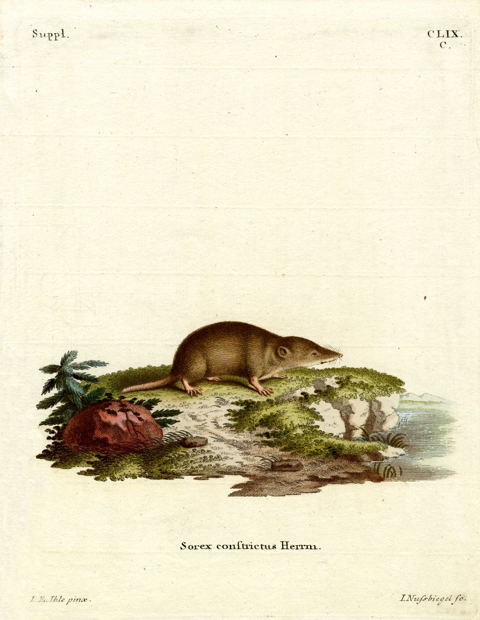 Water Shrew (färgad gravyr) av German School