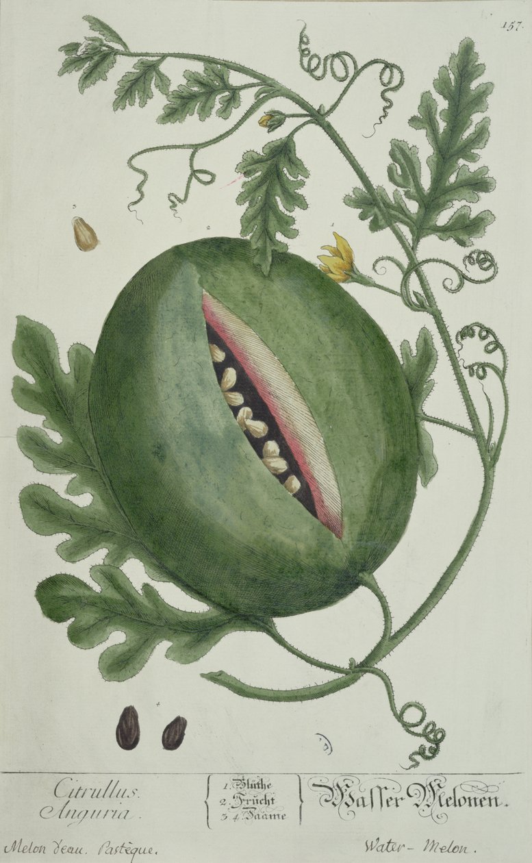 Watermelon, från A Curious Herbal, tysk upplaga, publicerad 1757 av German School
