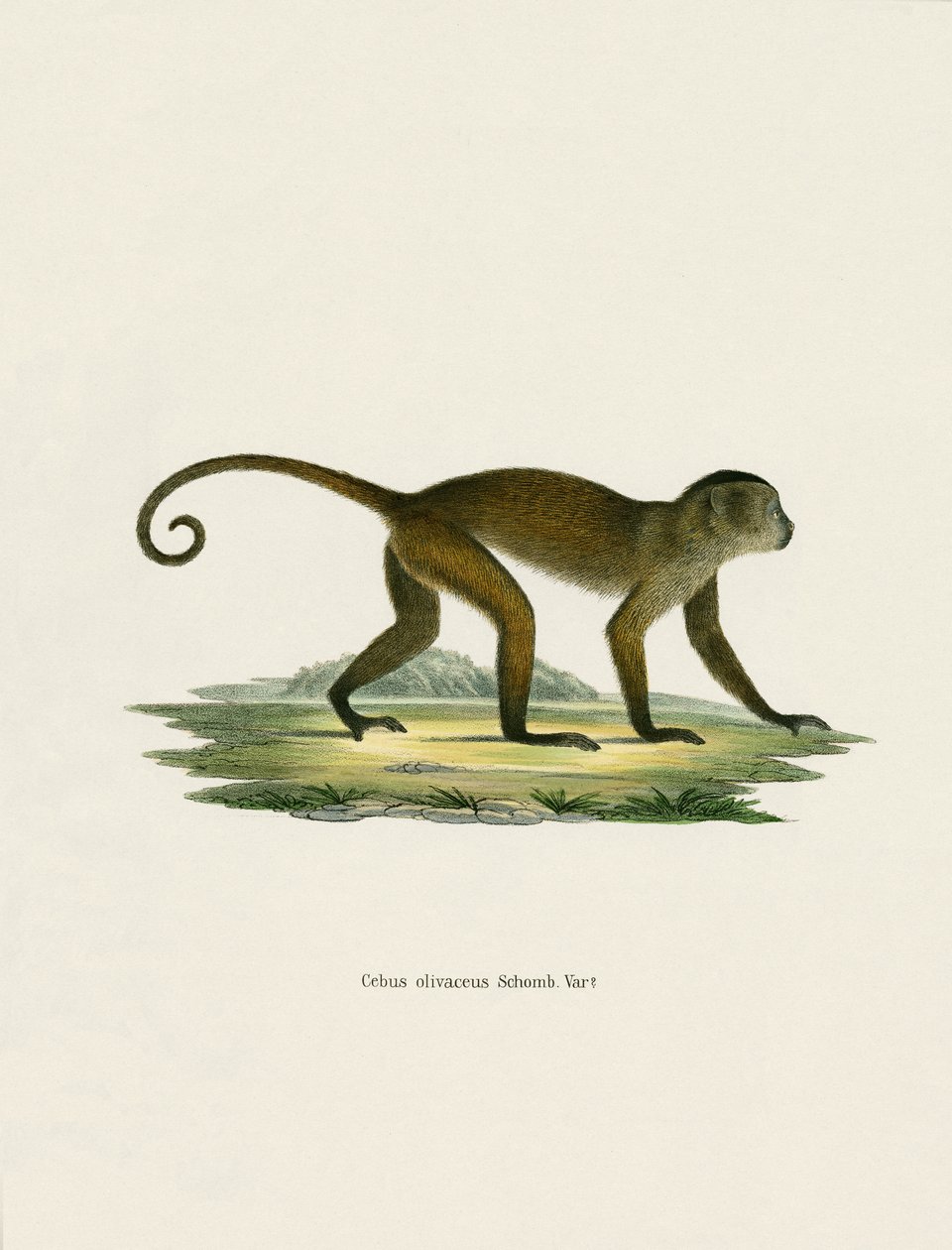 Weeper Capuchin (färgad gravyr) av German School