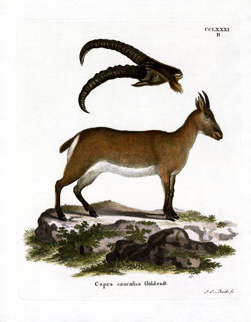 West Caucasian Tur (färgad gravyr) av German School