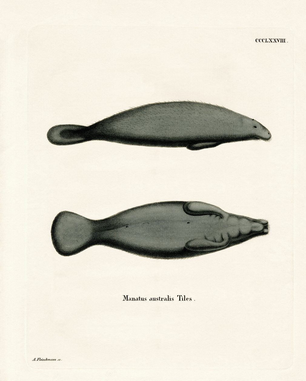 West Indian Manatee (färgad gravyr) av German School