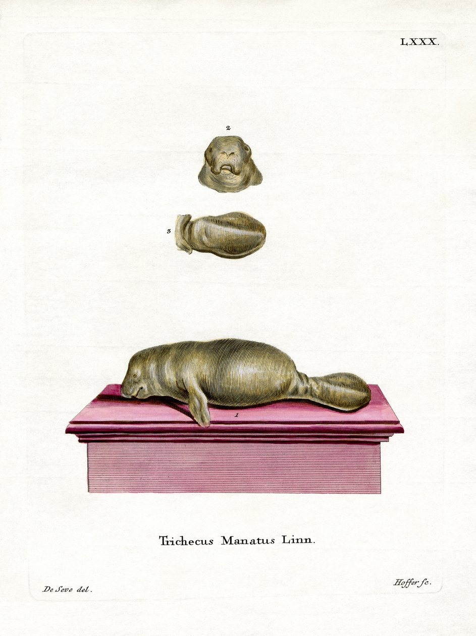 West Indian Manatee (färgad gravyr) av German School