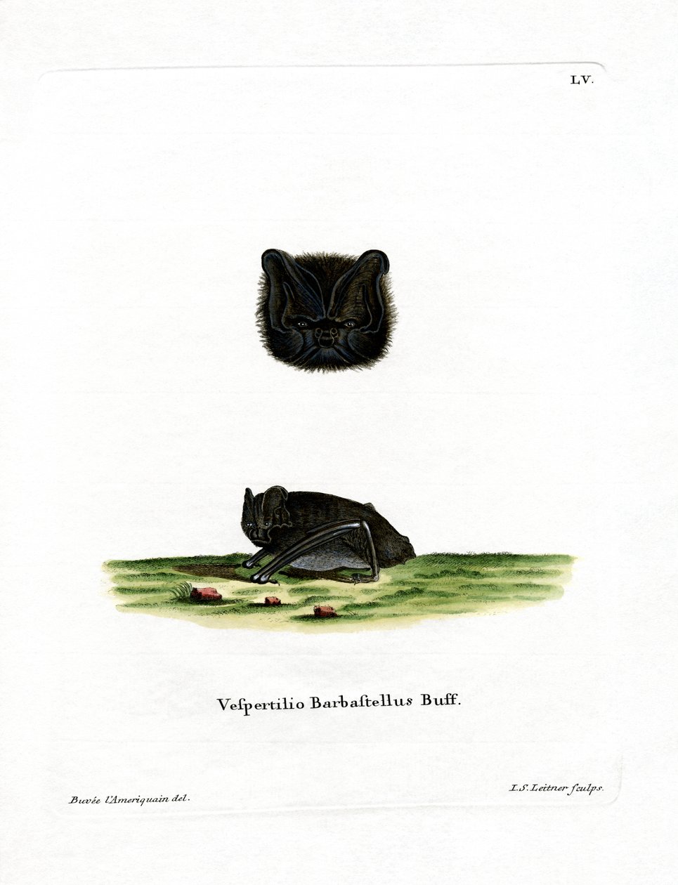 Western Barbastelle (färgad gravyr) av German School