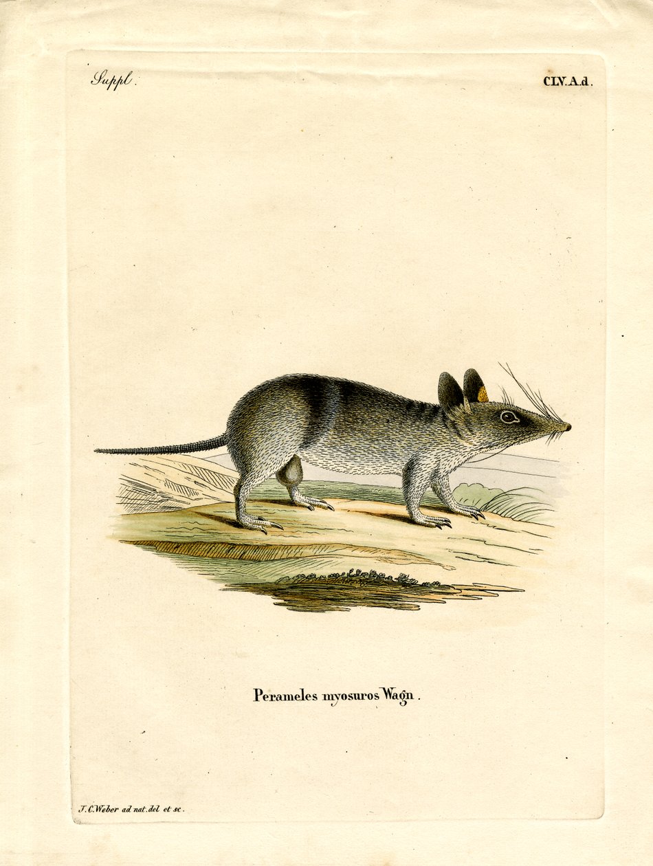 Western Barred Bandicoot (färgad gravyr) av German School