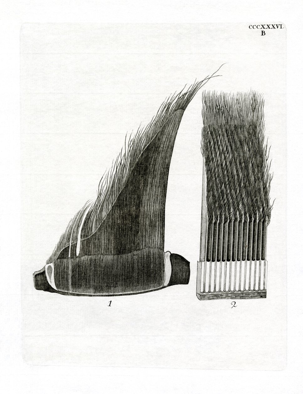Whale Baleen Plates (färgad gravyr) av German School
