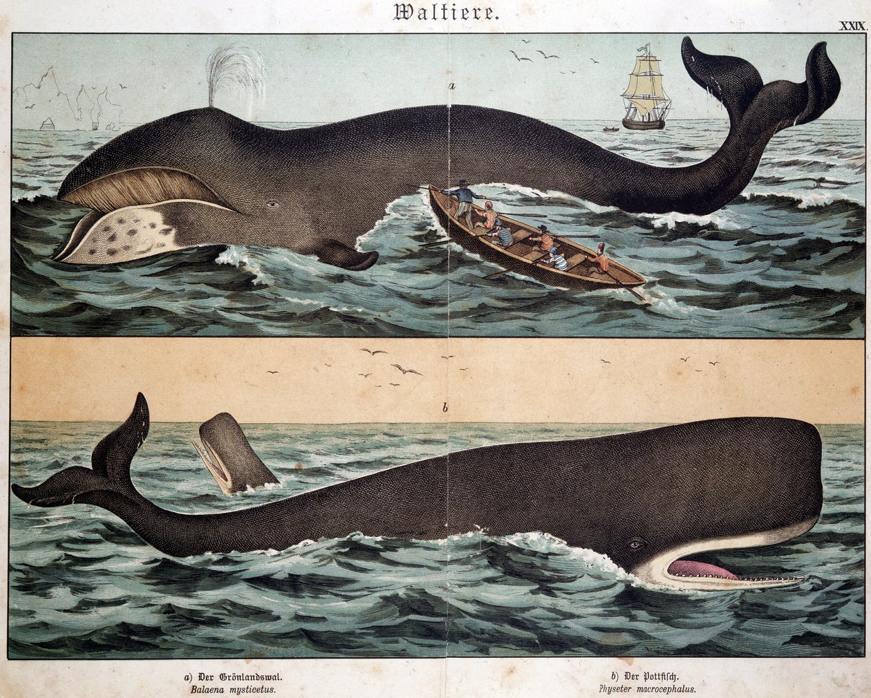 Whale, i "Natural History of Mammals", red. Schreiber, München av German School