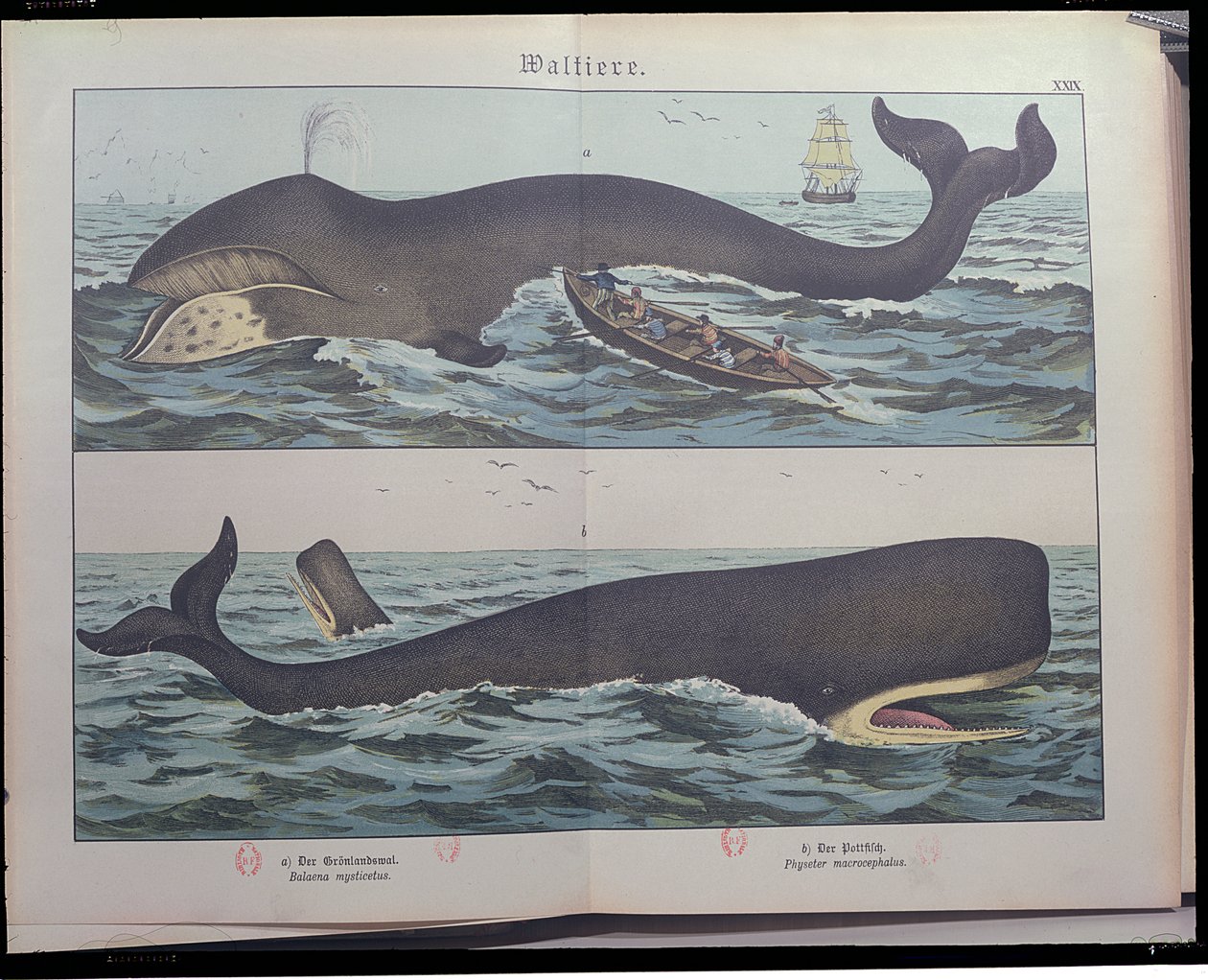 Whaling and Kaskelot, från Natural History of Mammals (1861) av Gotthelf Heinrich von Schubert (1780-1860), publicerad i Stuttgart, 1886 (färgstick) av German School