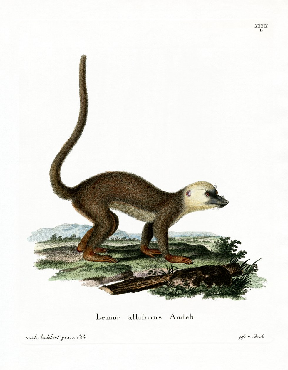 Vithövdad lemur (färgad gravyr) av German School