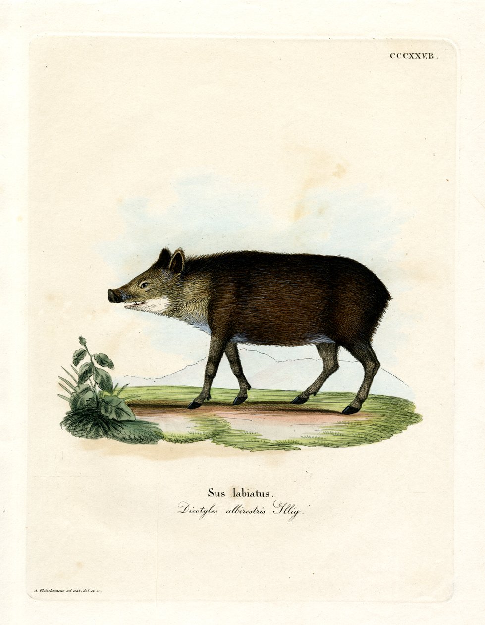 Vitläppad peccary (färgad gravyr) av German School