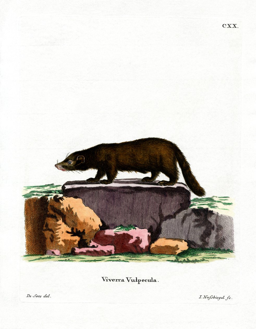 White-nosed Coati (färgad gravyr) av German School
