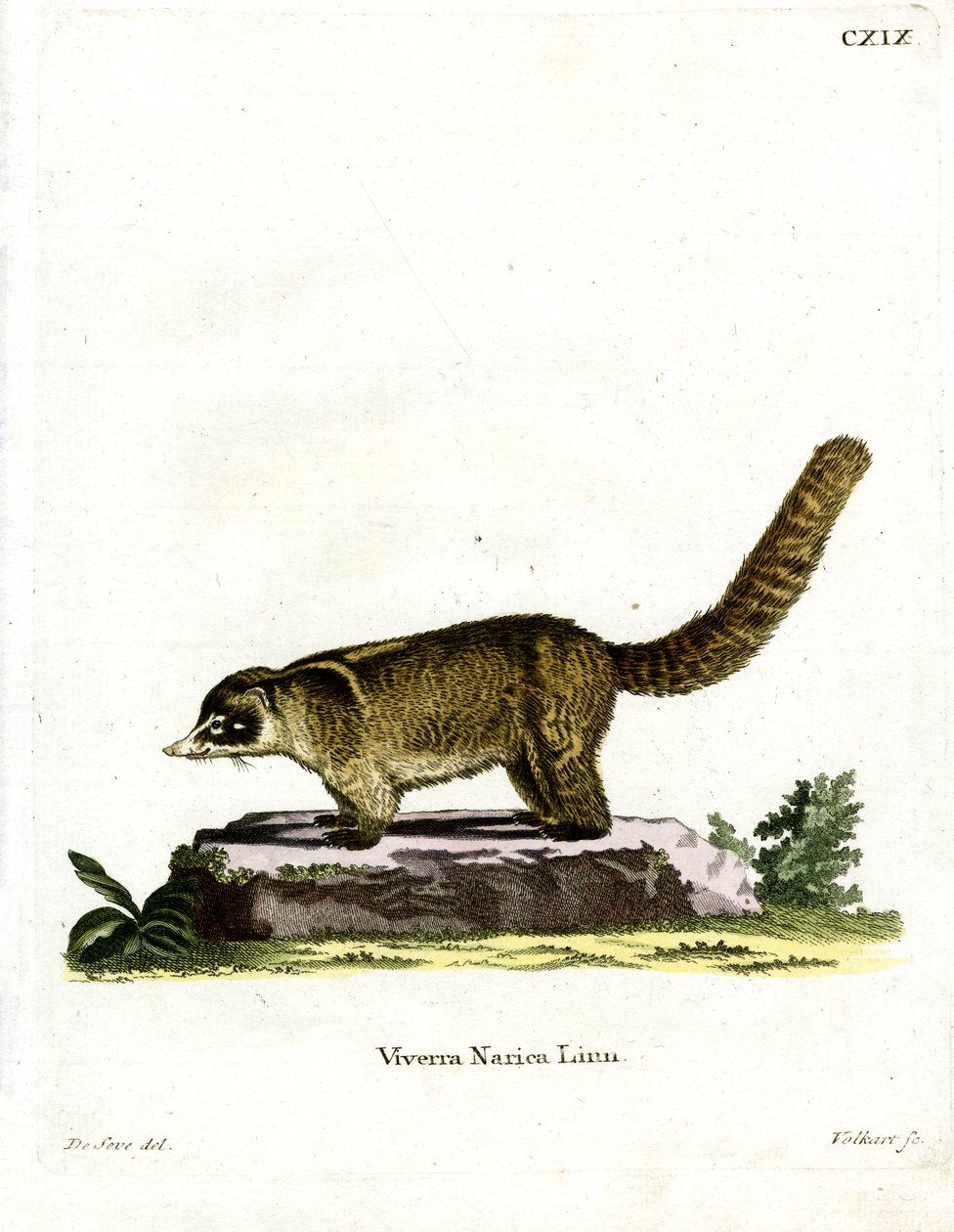 White-nosed Coati (färgad gravyr) av German School
