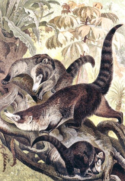 White-nosed Coati, tallrik från "Brehms Tierleben: Allgemeine Kunde des Tierreichs", vol.2, s.278, utgiven av Bibliographisches Institut av German School
