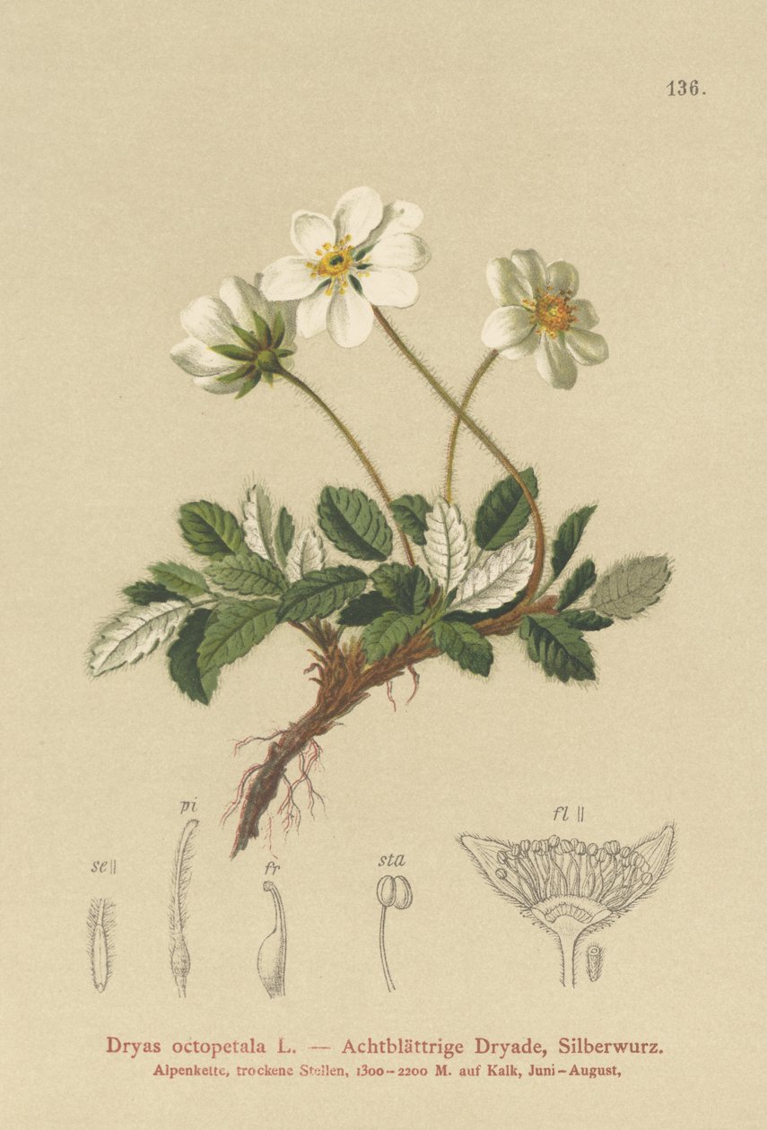 Vita dryas av German School