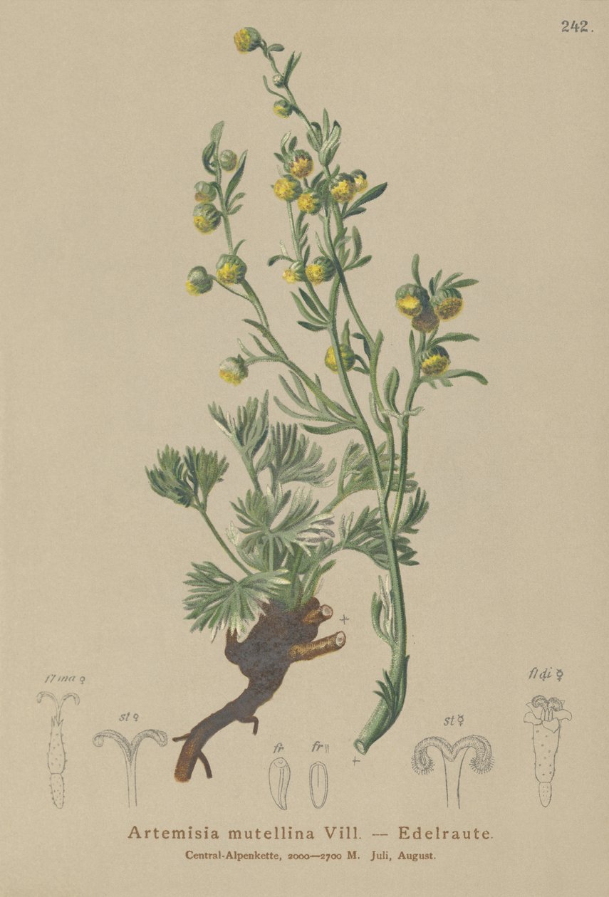 Vit Genepi (Artemisia mutellina, Artemisia umbelliformis) av German School