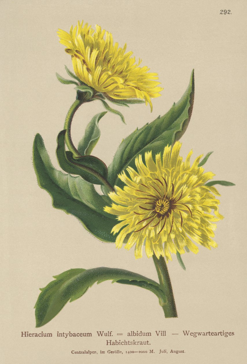 Vit hökgräs (Hieracium intybaceum) av German School