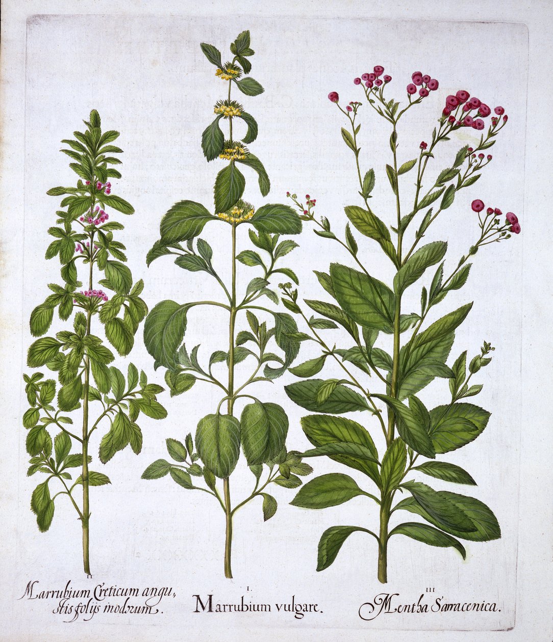 White Horehound, Horehound och Mint, från Hortus Eystettensis, av Basil Besler (1561-1629), pub. 1613 (handfärgad gravyr) av German School