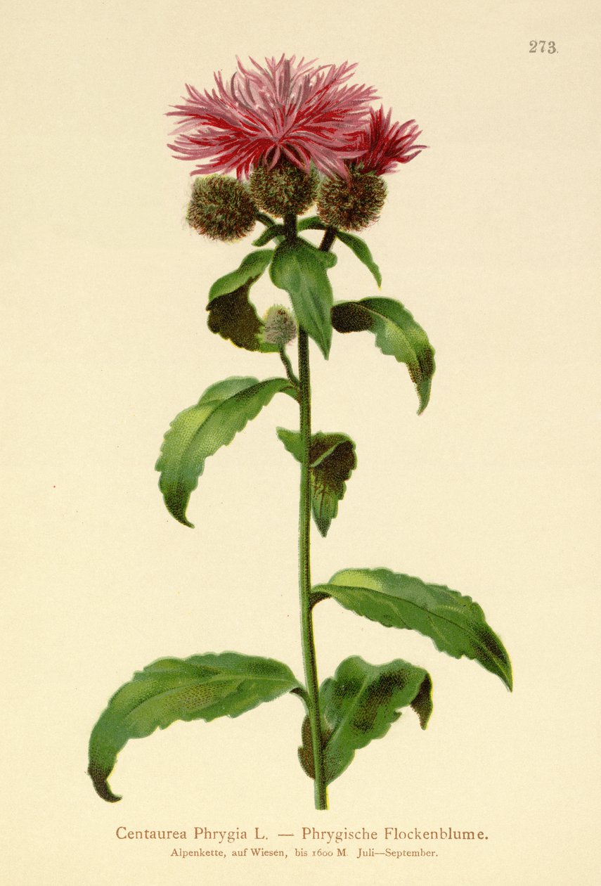 Peruk Knapweed (Centaurea Phrygia) av German School