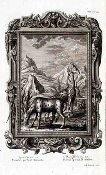 Vilda djur, ur "Physica Sacra", graverad av Jacob Andreas Fridrich (1684-1751) Augsberg av German School