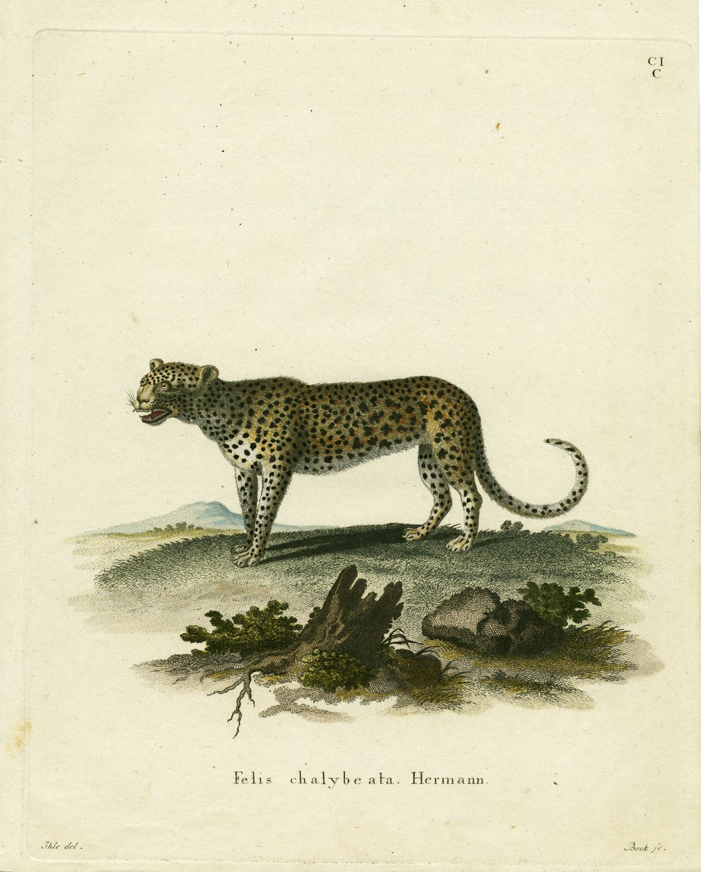 Wild Cat (färgad gravyr) av German School