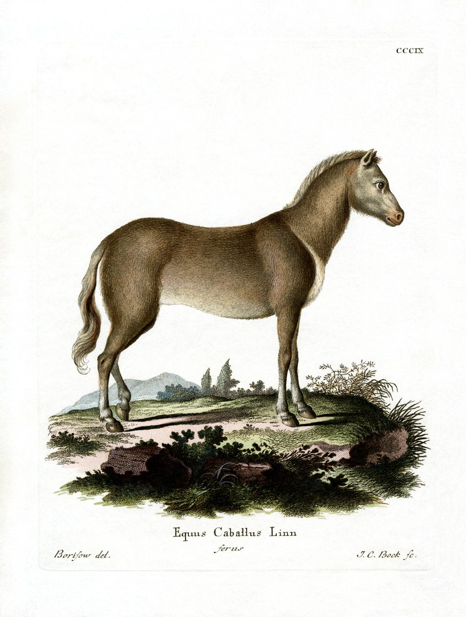 Wild Horse (färgad gravyr) av German School