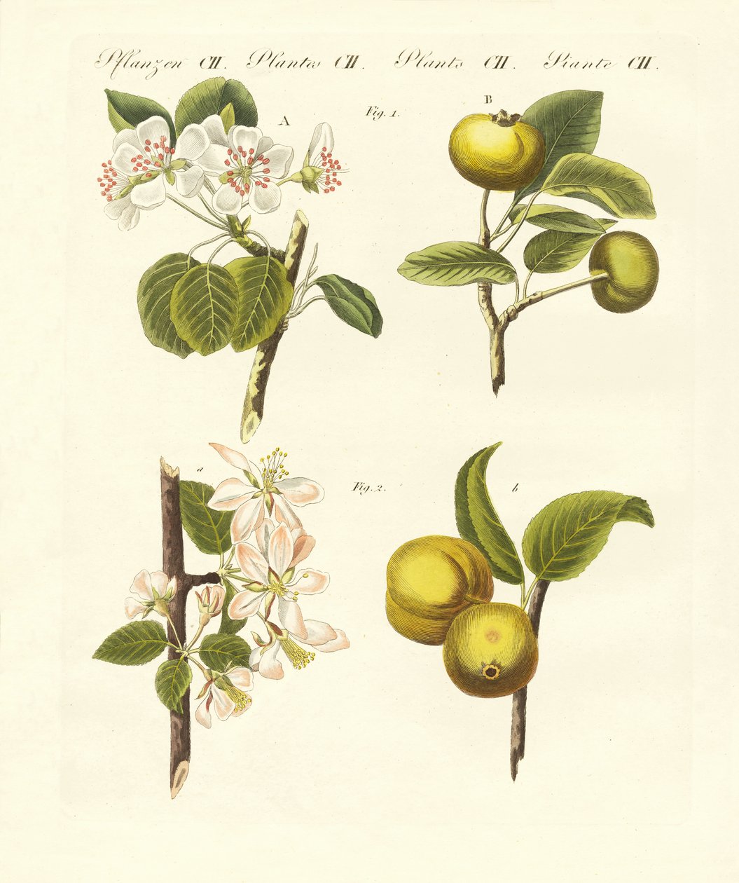 Vilda sorters frukter (färgad gravyr) av German School