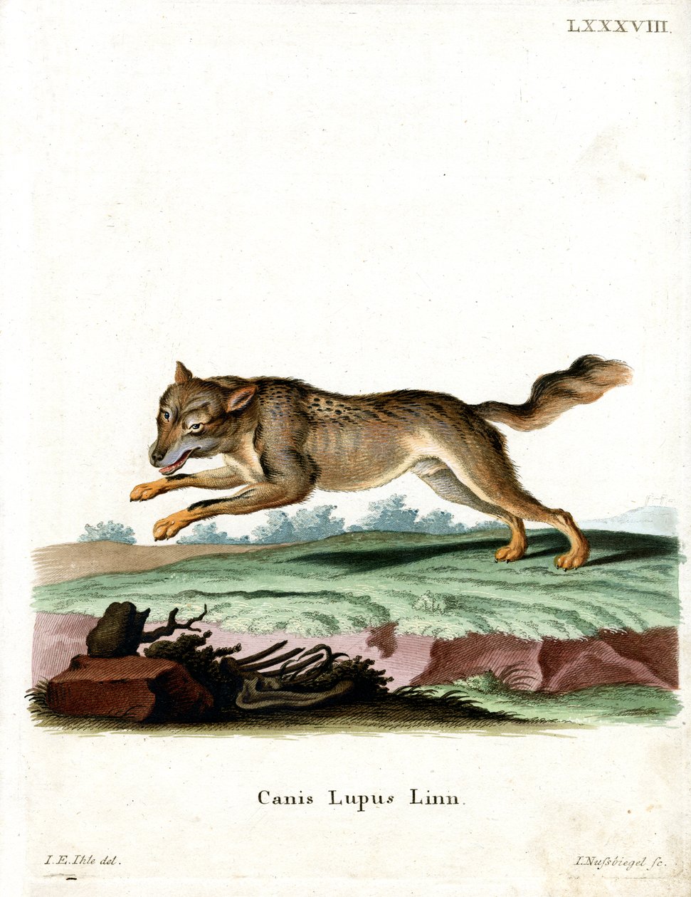 Wolf (färgad gravyr) av German School