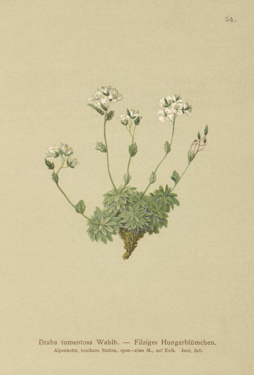 Wolley Whitlow-grass (Draba tomentosa) av German School