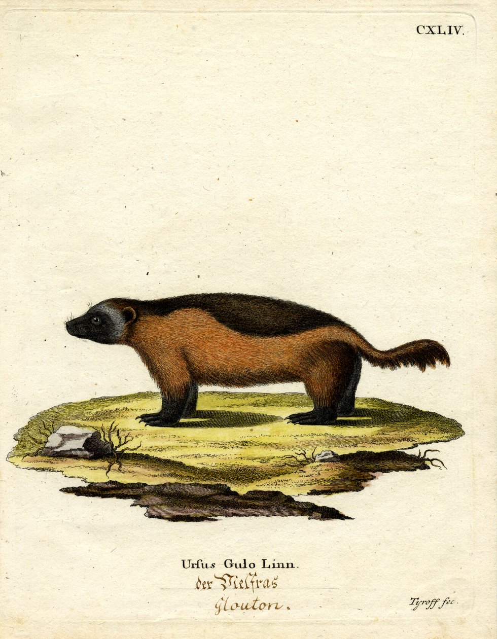 Wolverine (färgad gravyr) av German School