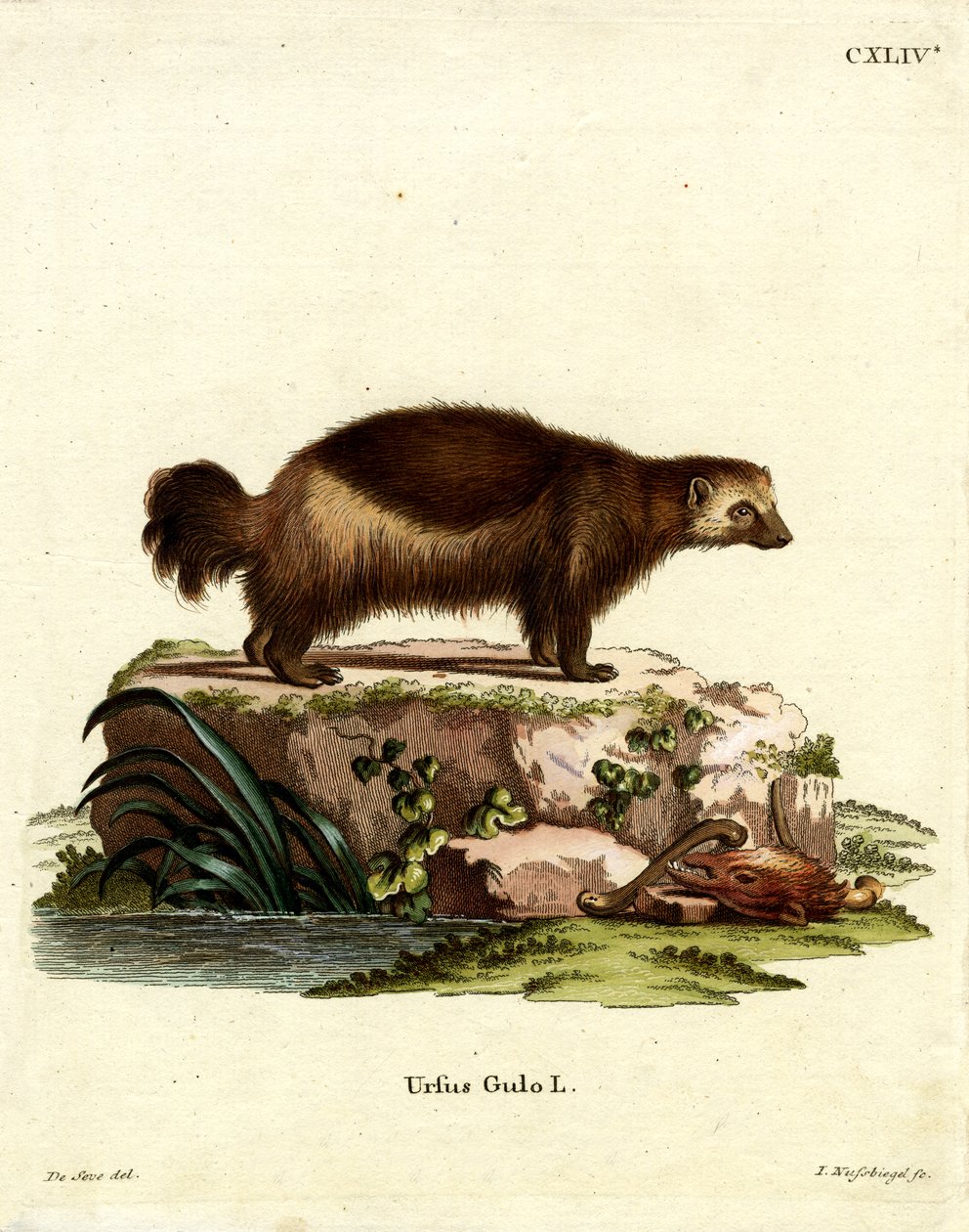 Wolverine (färgad gravyr) av German School