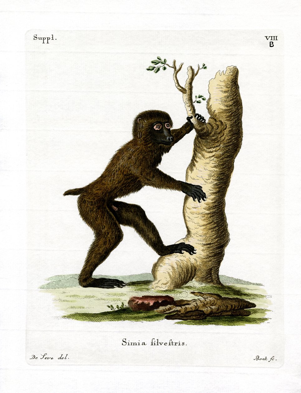 Wood Babian (färgad gravyr) av German School