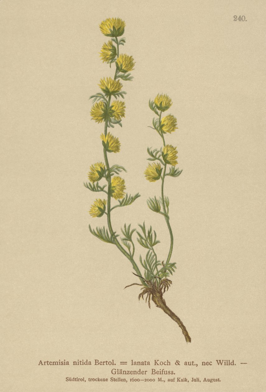 Malört (Artemisia nitida, Artemisia lantana) av German School