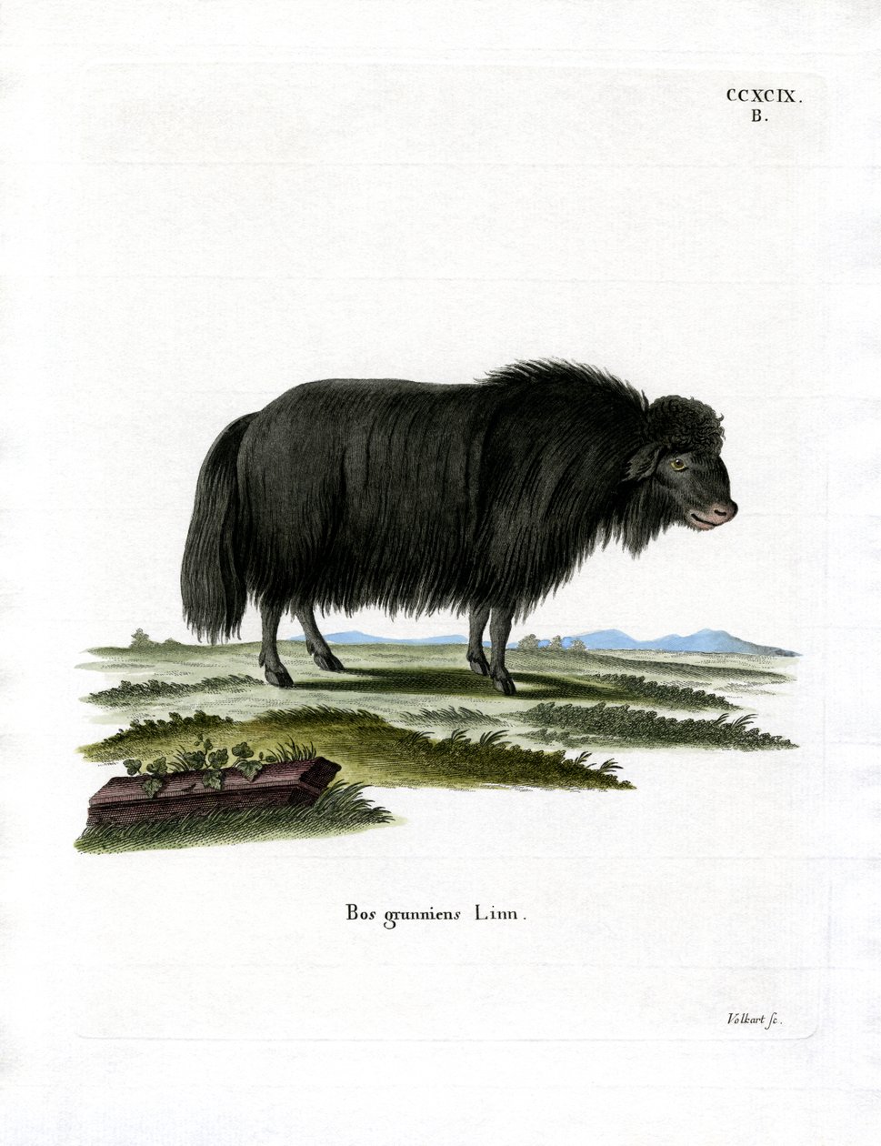 Yak (färgad gravyr) av German School