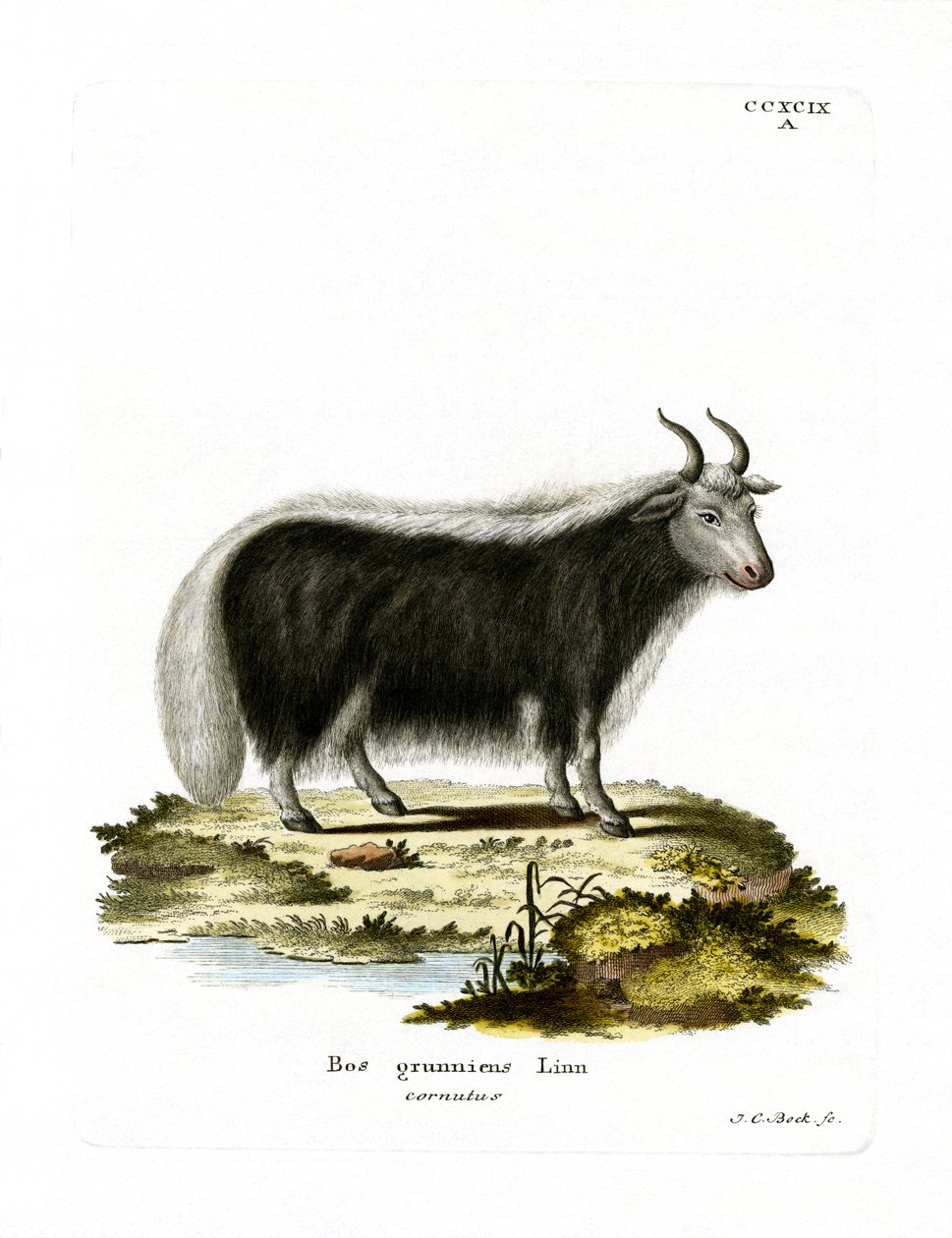 Yak (färgad gravyr) av German School
