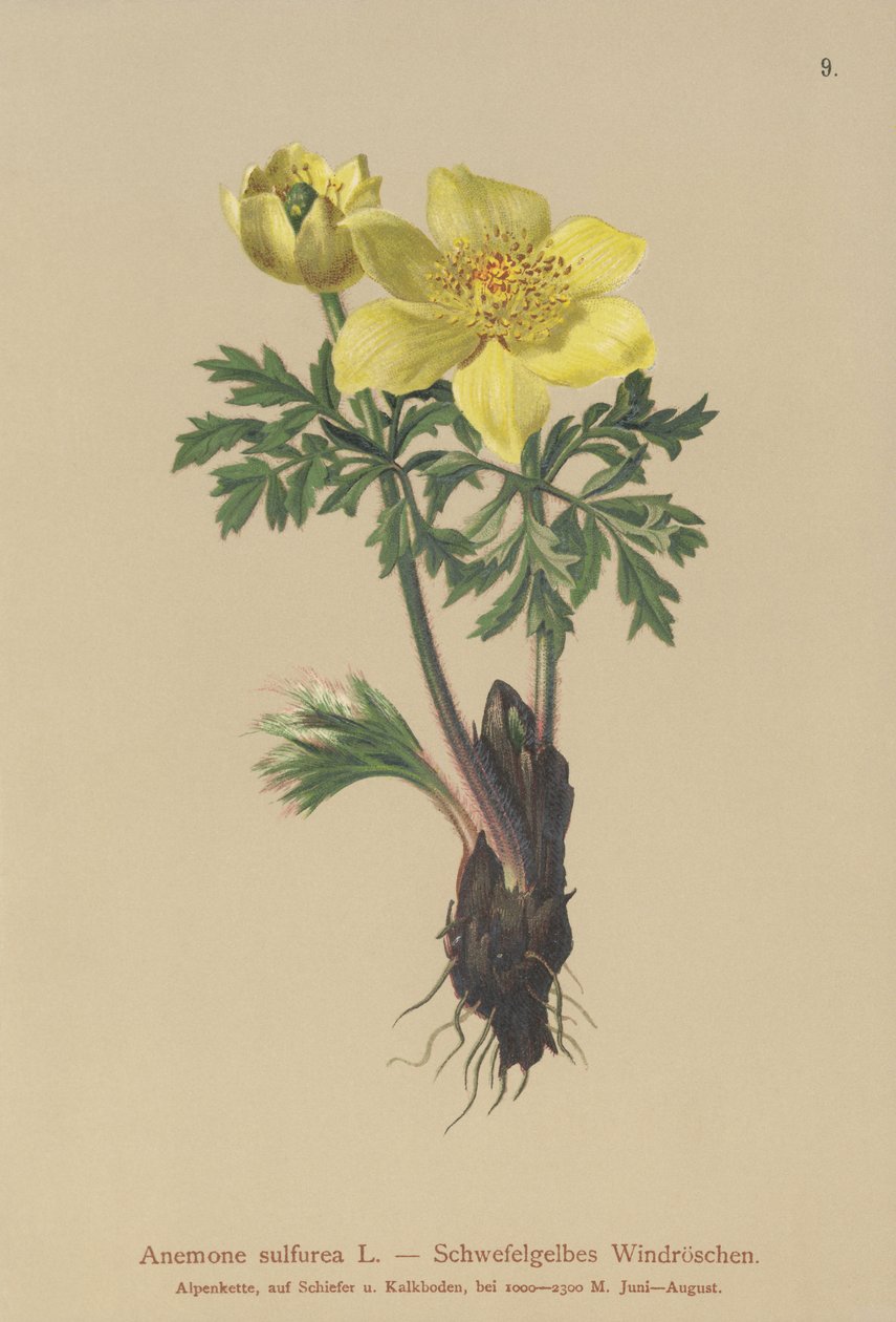 Gulsippor (Anemone sulfurea, Anemone sulphurea, Pulsatilla alpina) av German School
