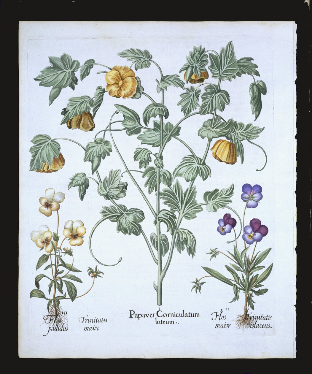 Yellow Horned Poppy, från Hortus Eystettensis av Basil Besler (1561-1629), pub. 1613 (handfärgad gravyr) av German School