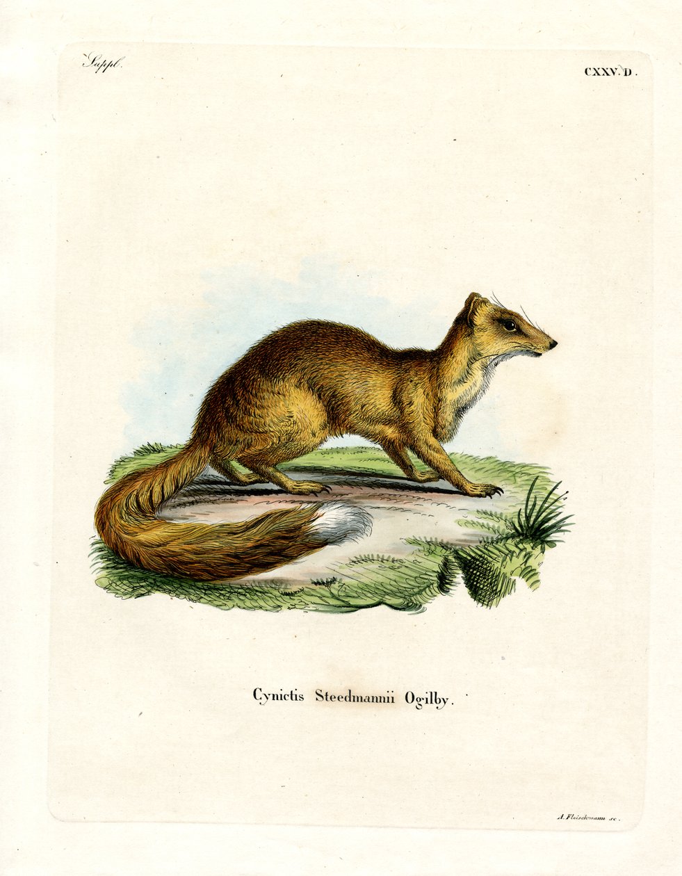 Yellow Mongoose (färgad gravyr) av German School