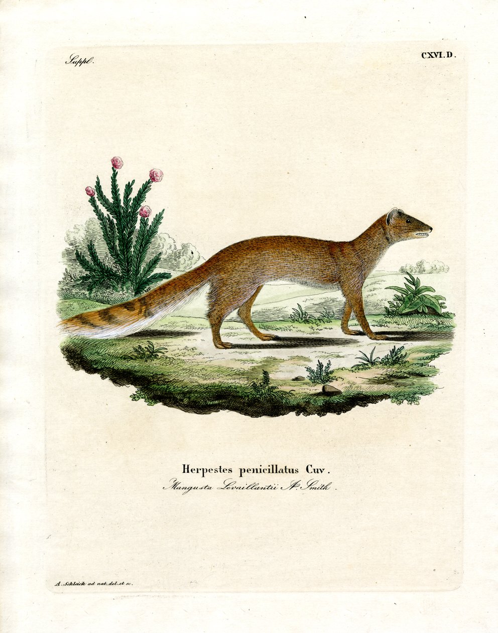 Yellow Mongoose (färgad gravyr) av German School