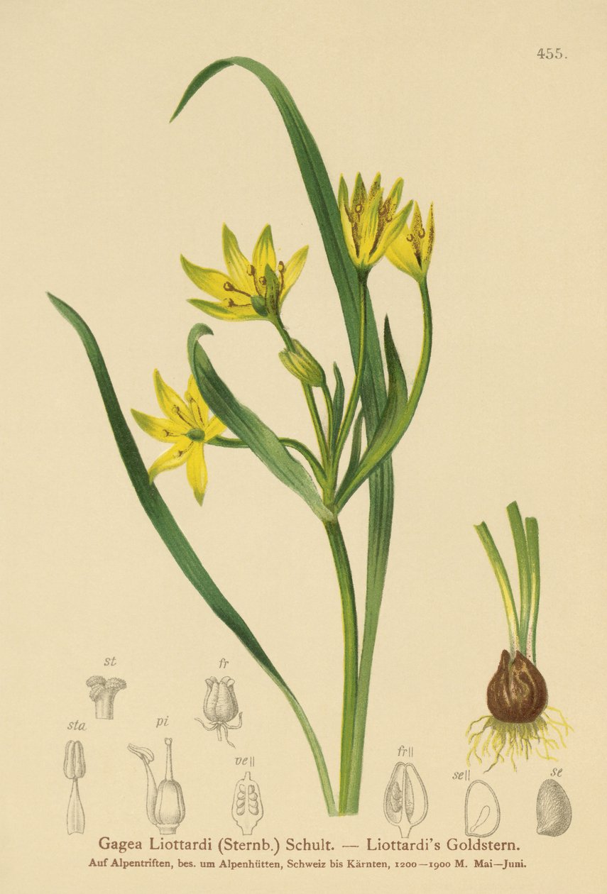 Gul Betlehemsstjärna (Gagea Liottardi, Gagea lutea, Gagea fragifera, Ornithogalum minimum var. fragiferum, Gagea fistulosa subsp. liotardii) av German School