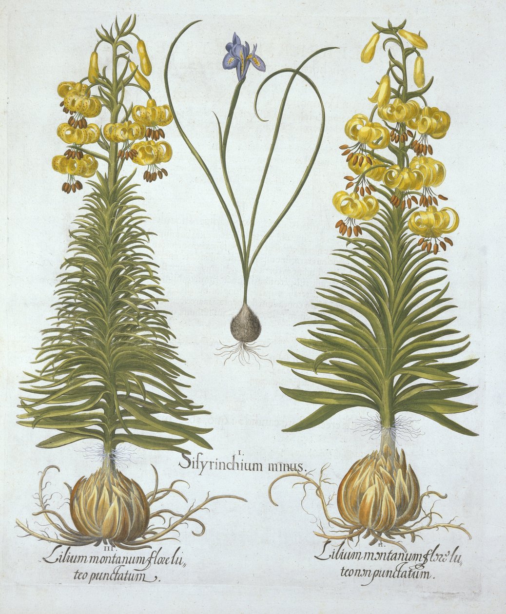 Gul Turkscap lilja med glödlampa och dvärg blåögt gräs, från Hortus Eystettensis, av Basil Besler (1561-1629), pub. 1613 (handfärgad gravyr) av German School